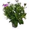 Osteospermum Margarita