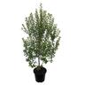 Pittosporum Mountain Green 6L