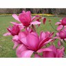Magnolia Vulcan