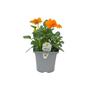 Flowering Colour