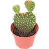Cacti Assorted