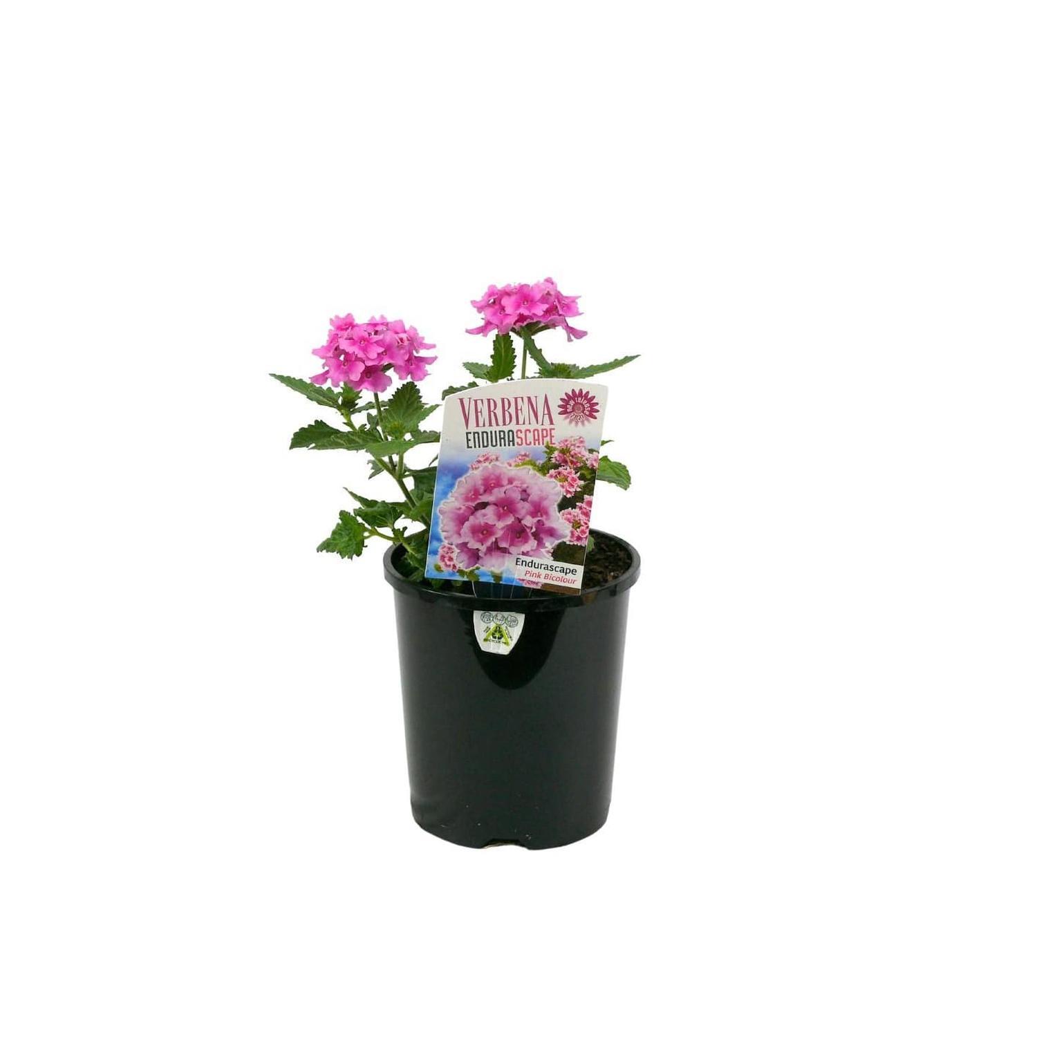 Verbena Endurascape