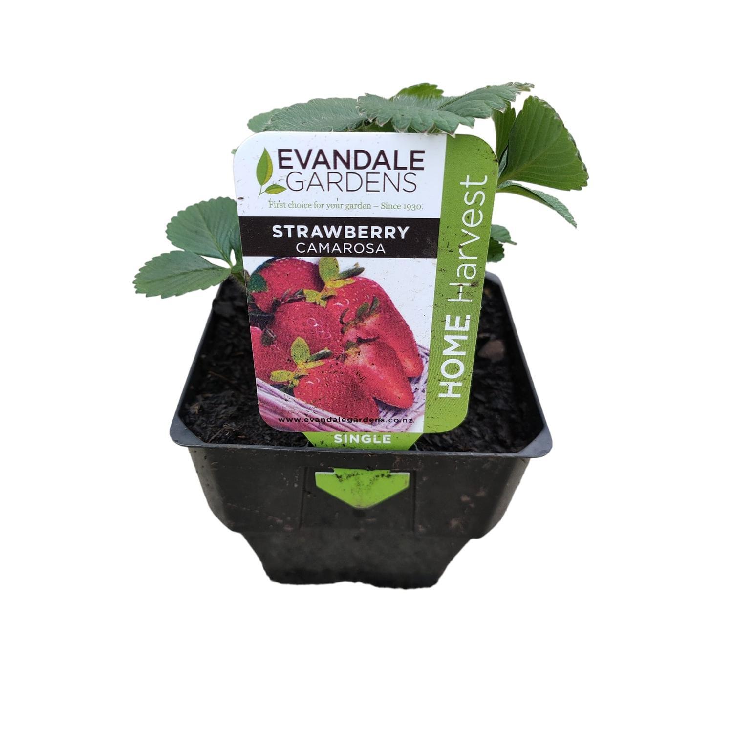 Strawberry Camarosa