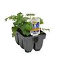 Delphinium Pacific Giants Pack of 6 Mix