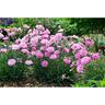 Dianthus Sweetie Pie