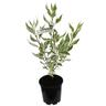 Cornus alba Elegantissima 3.3 litre