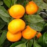 Mandarin Silverhill, Dwarf
