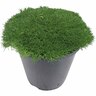 Scleranthus Biflorus 2.4 litre