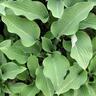 Hosta Krossa Regal