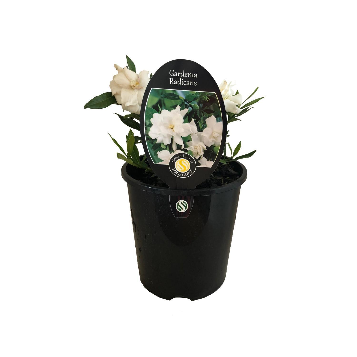 Gardenia Radicans