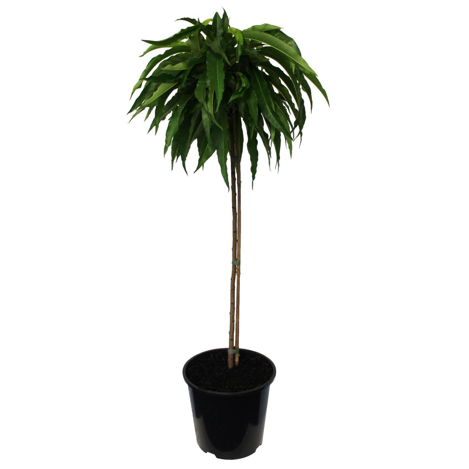 Nectarine Flavourzee 60cm 6L