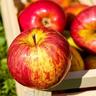Apple Dwarf 'Adorable' 4.7 litre