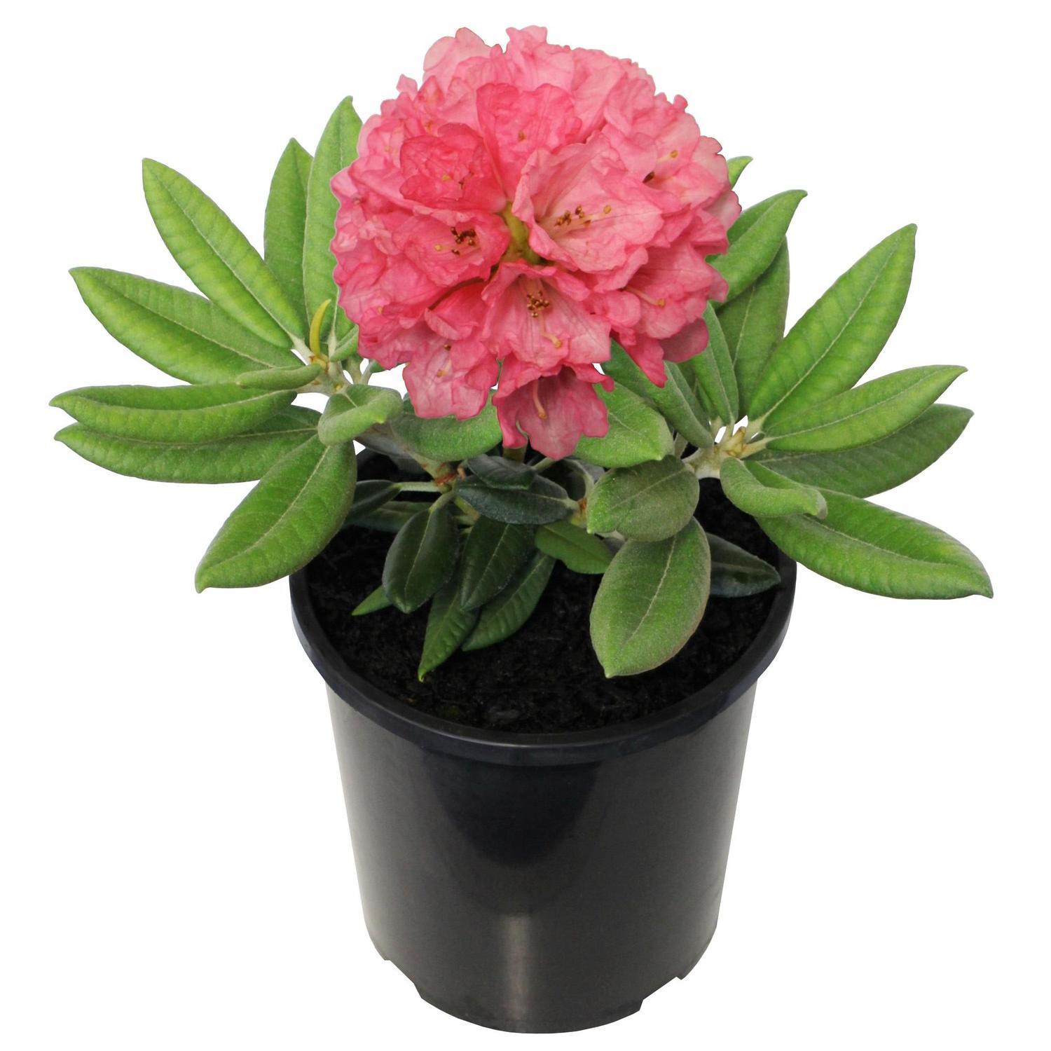 Rhododendron 'Noyo Brave'