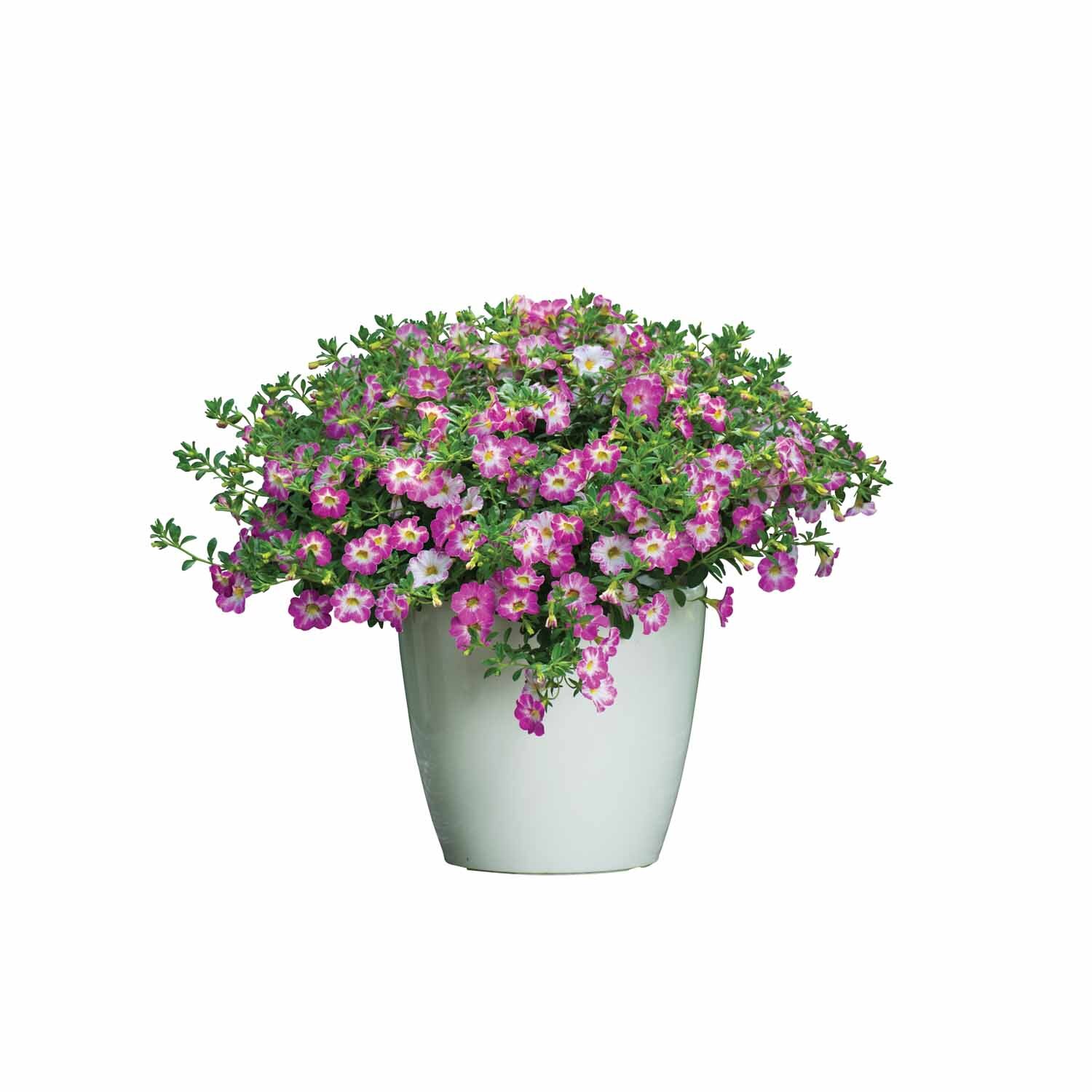 Calibrachoa Chameleon Pink Sorbet