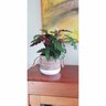 Julie Indoor Ceramic Pot