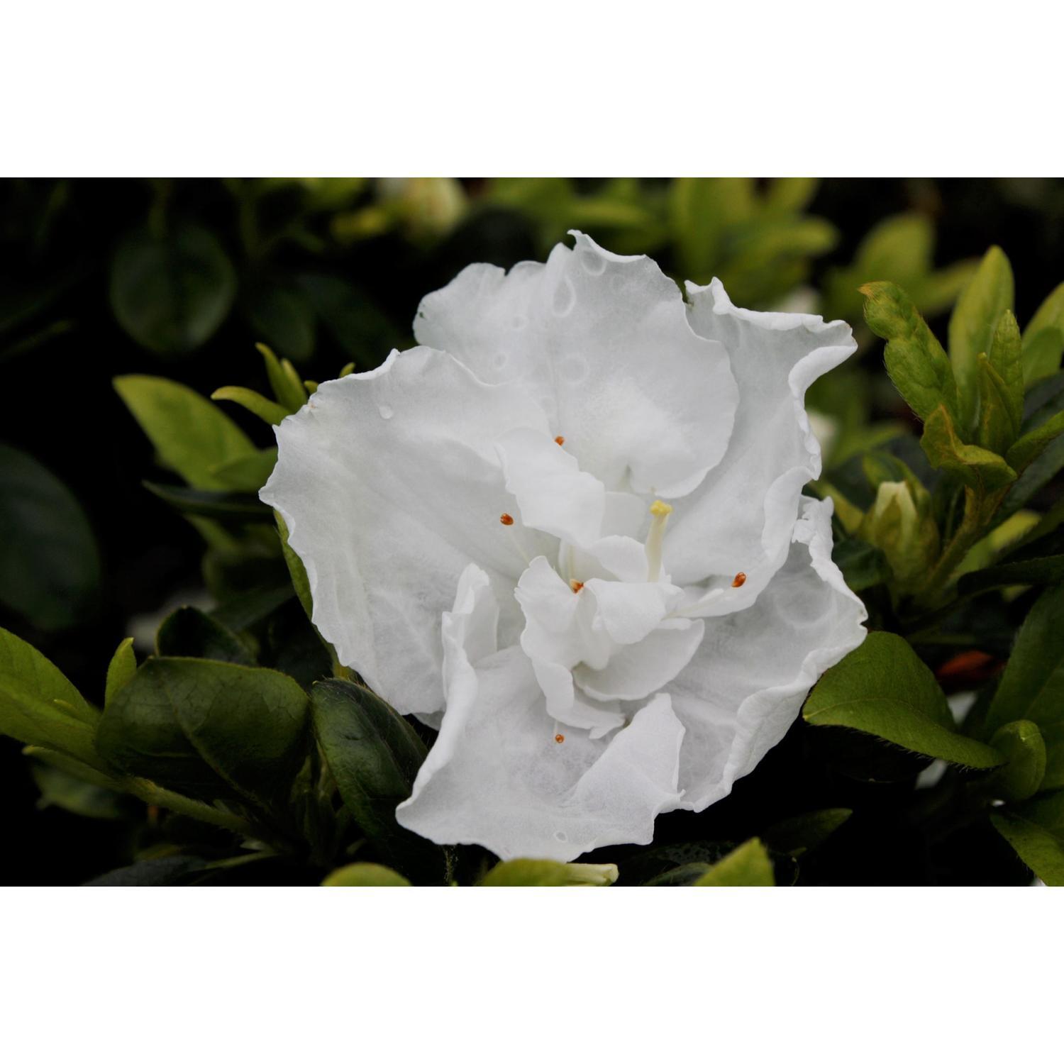 Azalea