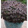 Sedum Chocolate Blob