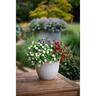 Calibrachoa Double White