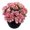 Alstroemeira Sunshine 2.5 litre Pink and yellow