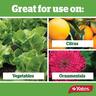 Pyrethrum