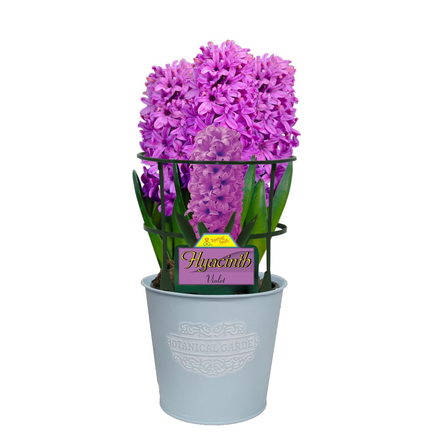 Gift Wrapped Hyacinth