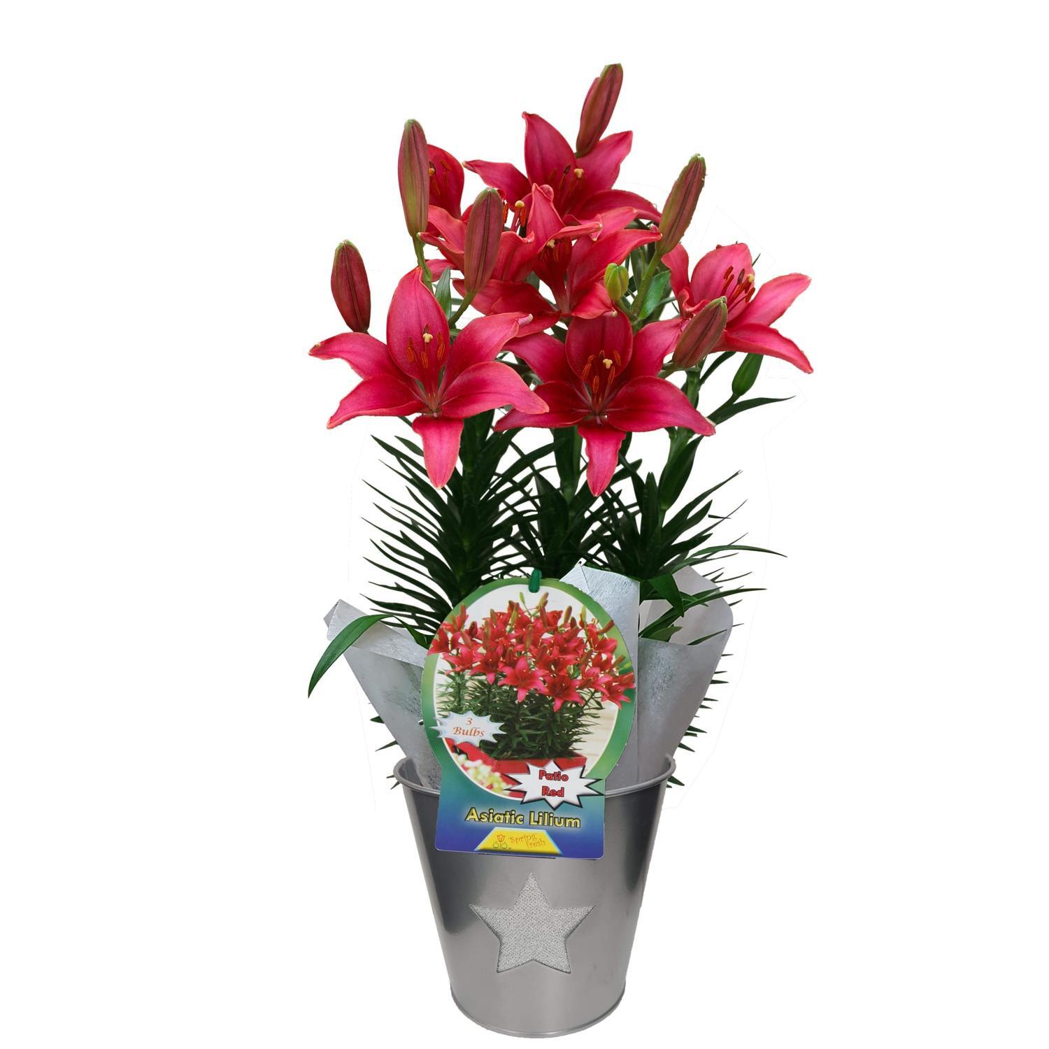 Lily Asiatic Red Triple Gift Wrap