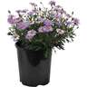 Surdaisy Brachyscome Mauve