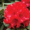 Rhododendron Taurus