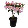 Rhododendron 'Countess of Haddington' 2.5 litre