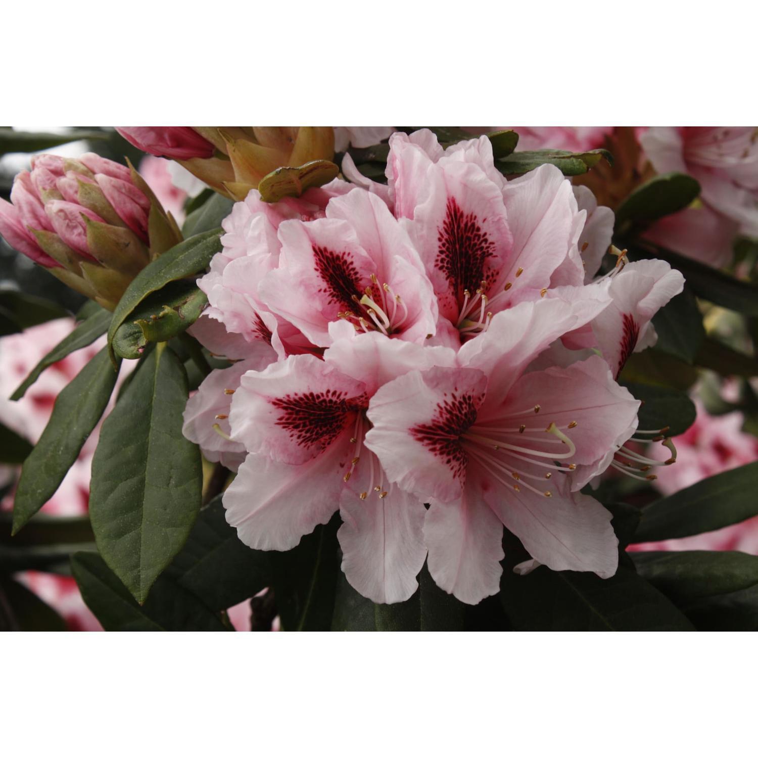 Rhododendron Mrs GW Leak