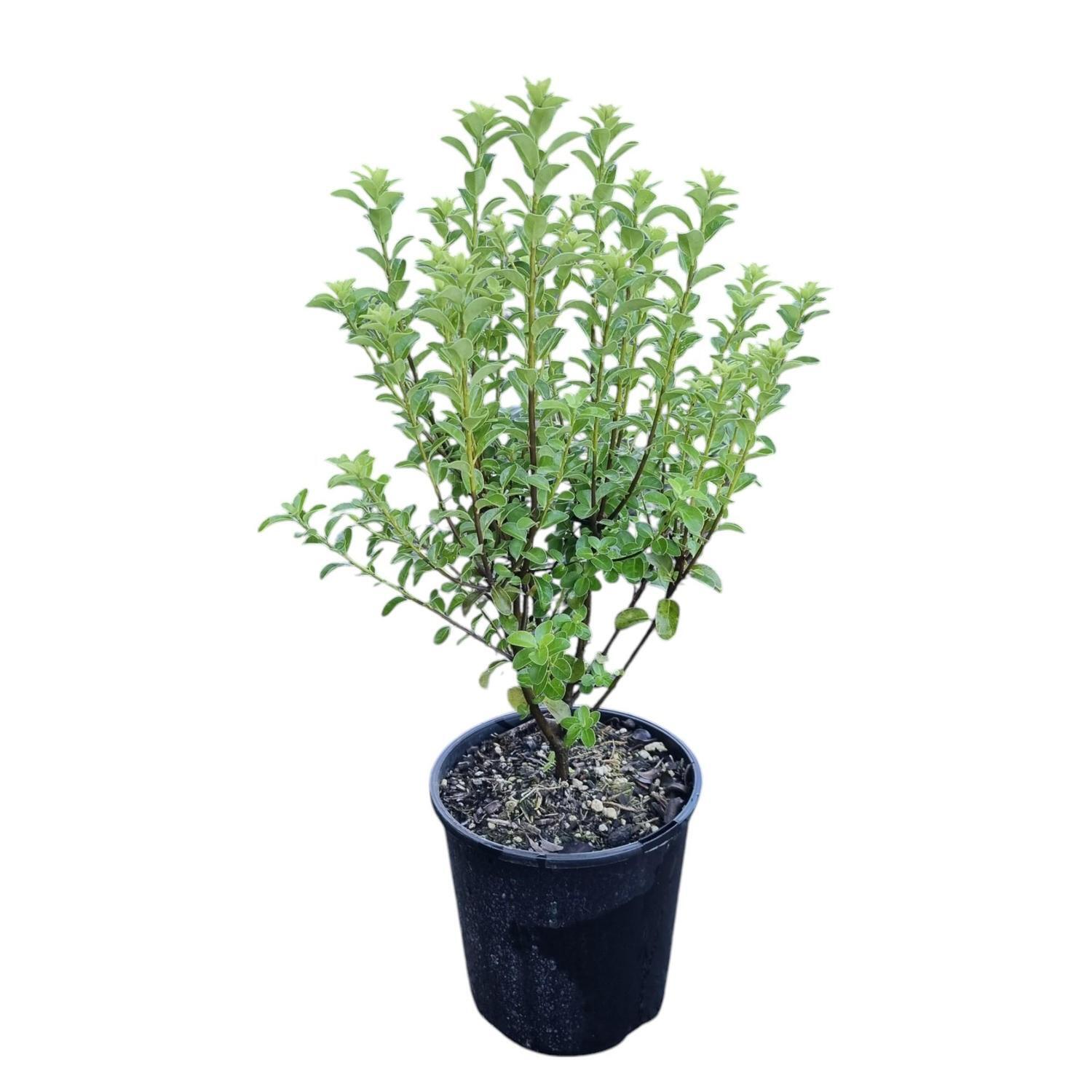 Pittosporum Mountain Green 2L