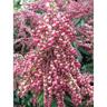 Pieris Valley Valentine