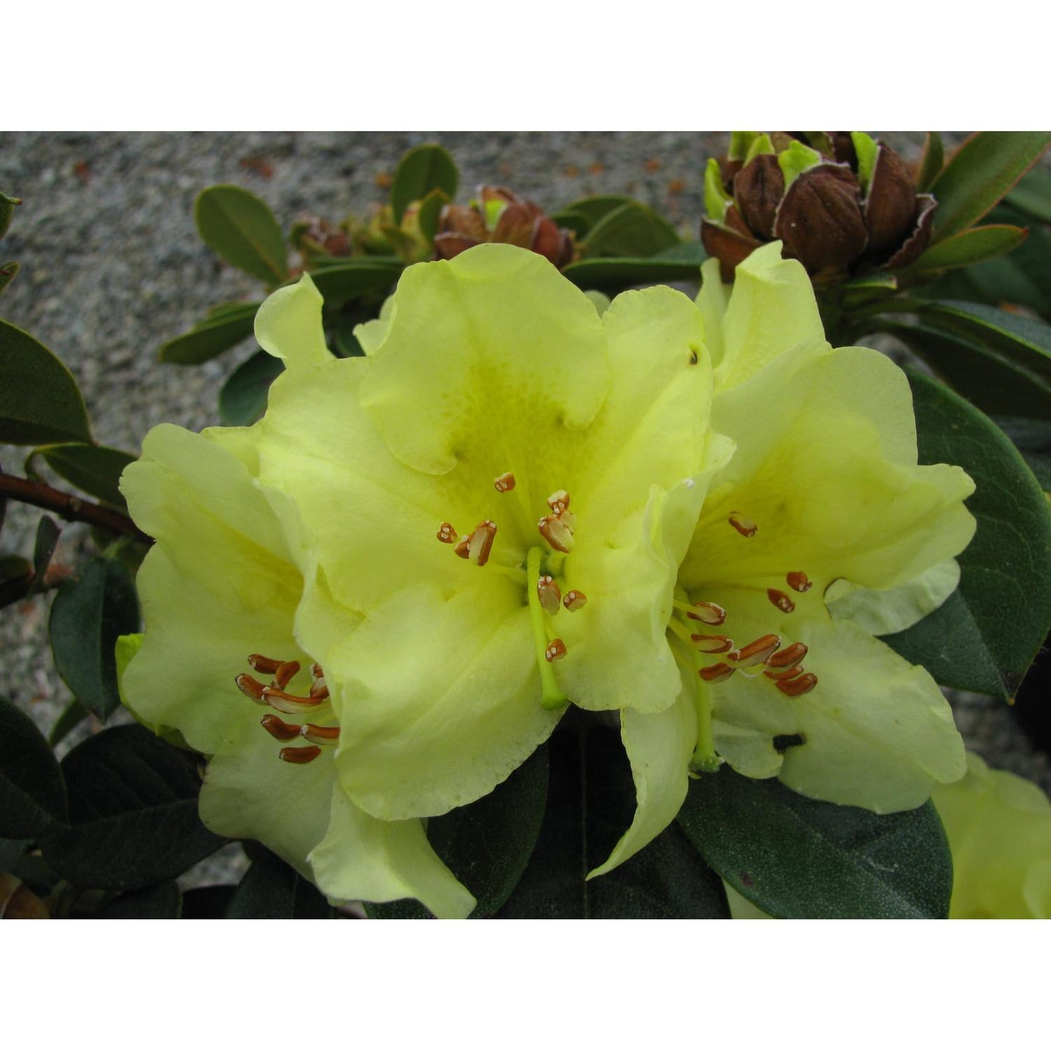 Rhododendron Chrysomanicum