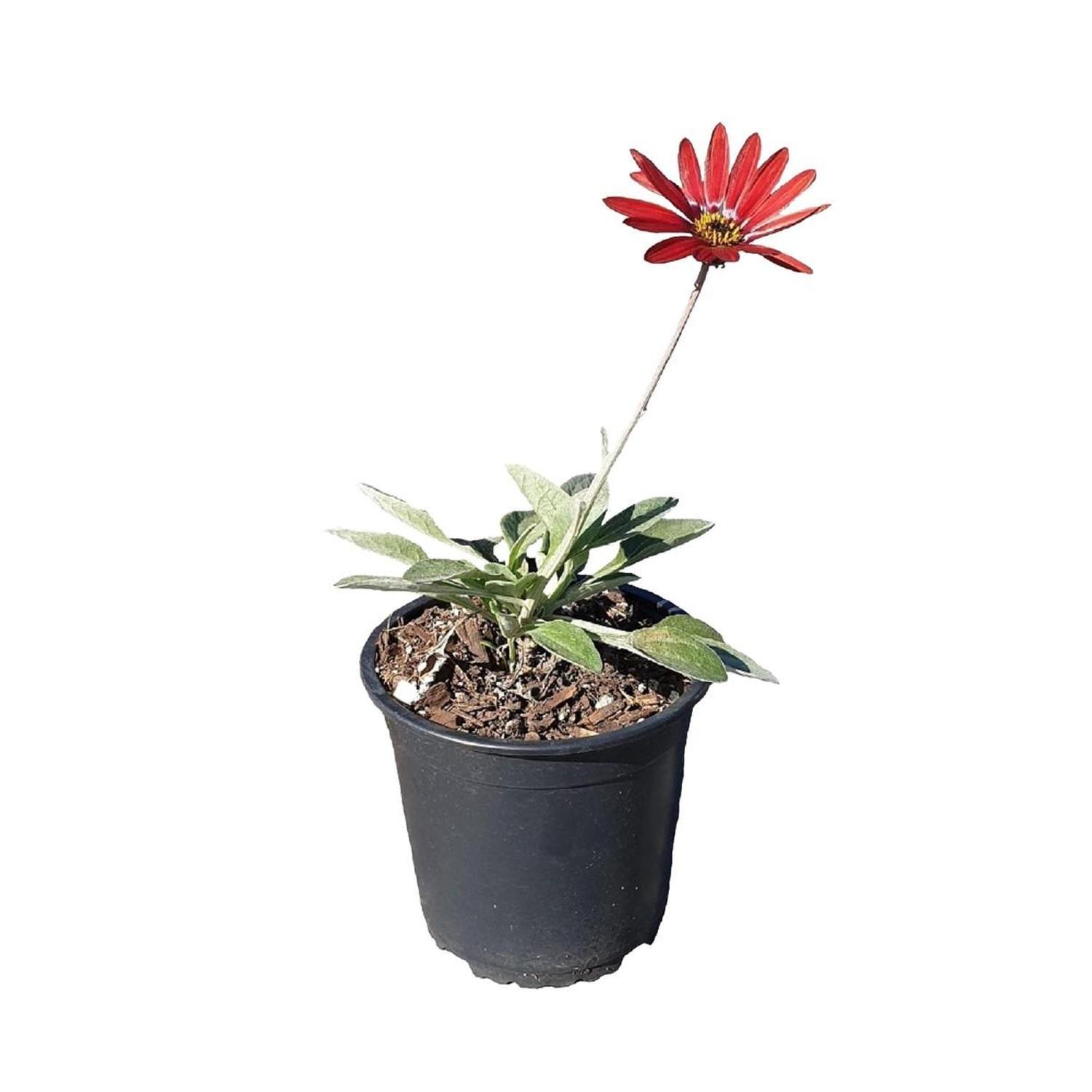 Arctotis Red Jewel