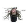 Leptospermum Pink Cascade