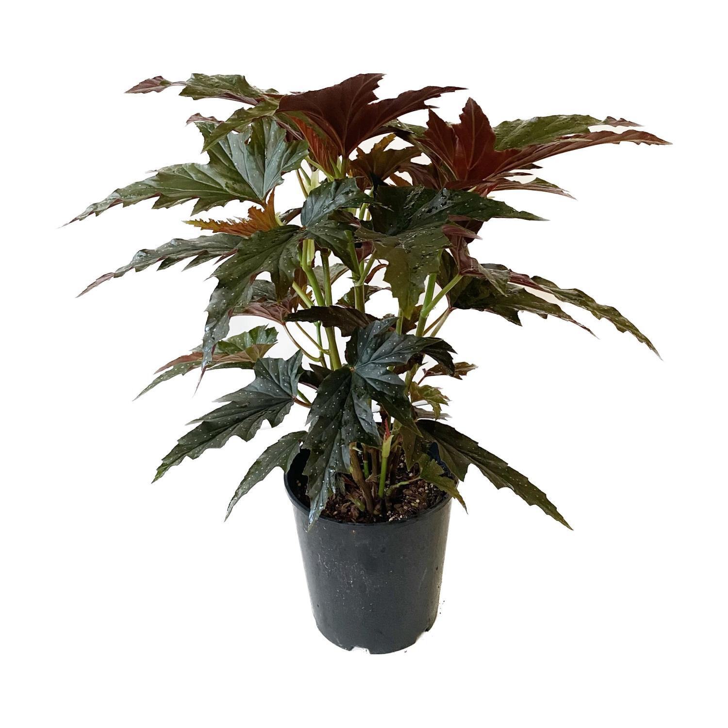 Begonia Sylvia 20cm