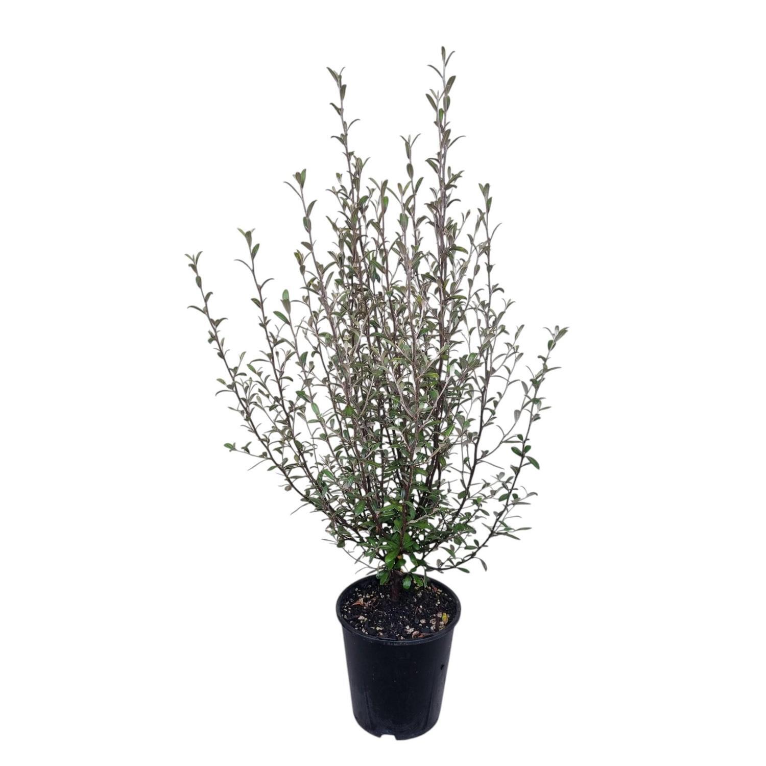 Corokia Frosted Chocolate 3.3L