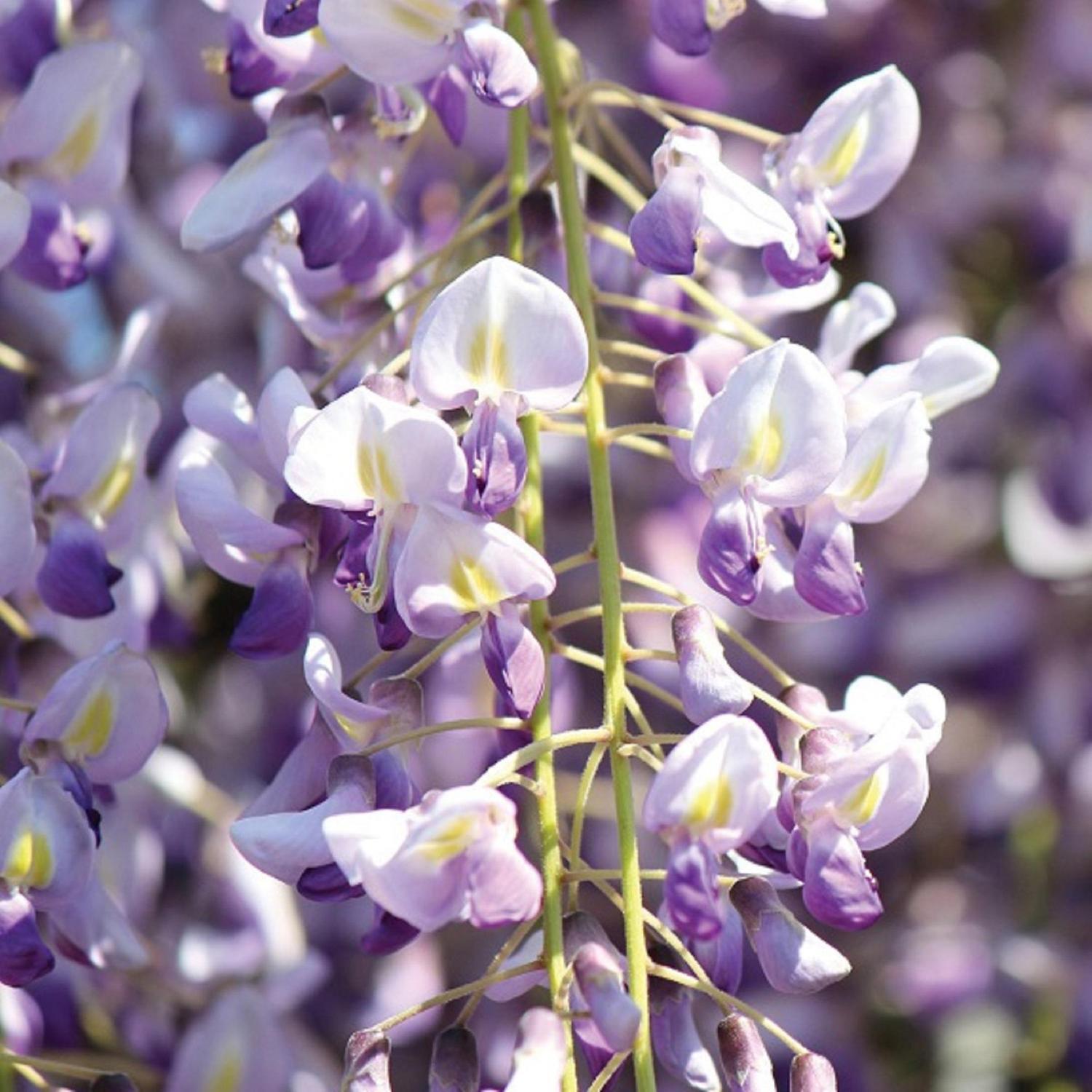 Wisteria Domino