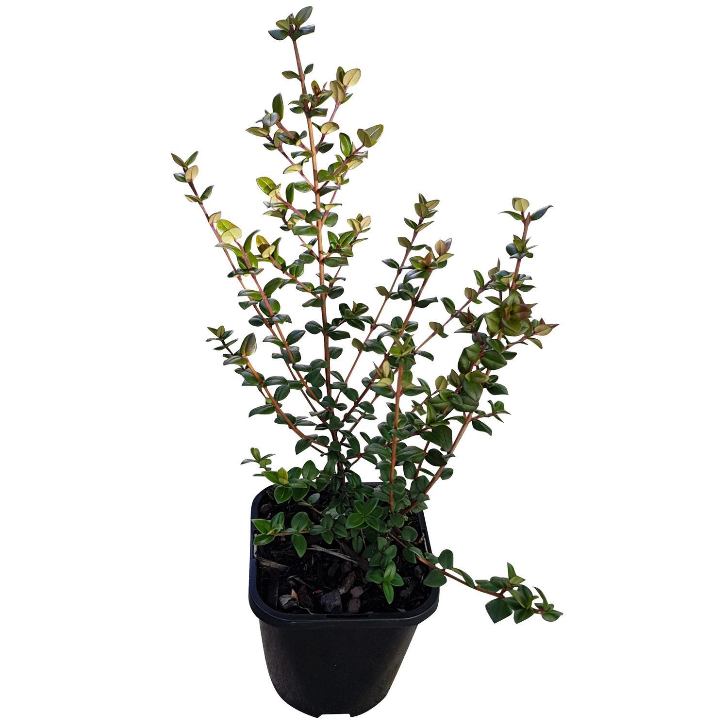 Cranberry Myrtus Ugni