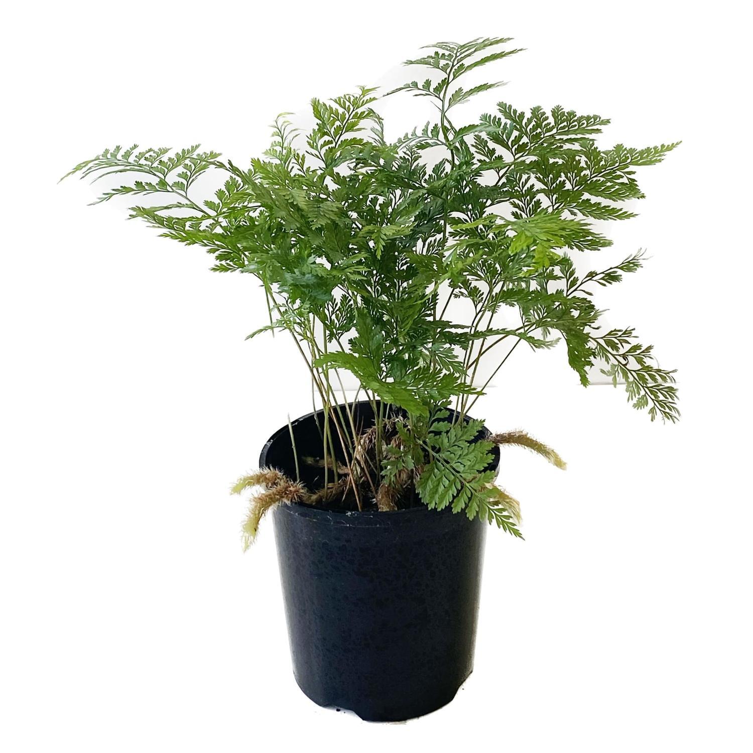Davallia  12cm