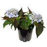 Hydrangea Blue Deckle