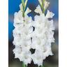 Gladioli Bangladash 10 Pack