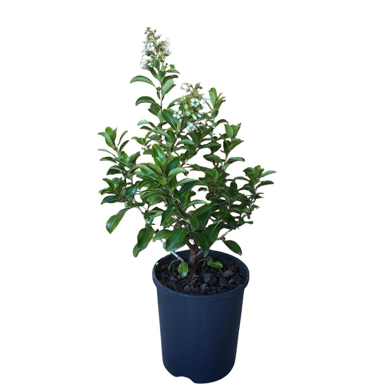Escallonia White Knight  1.5L  Green, White