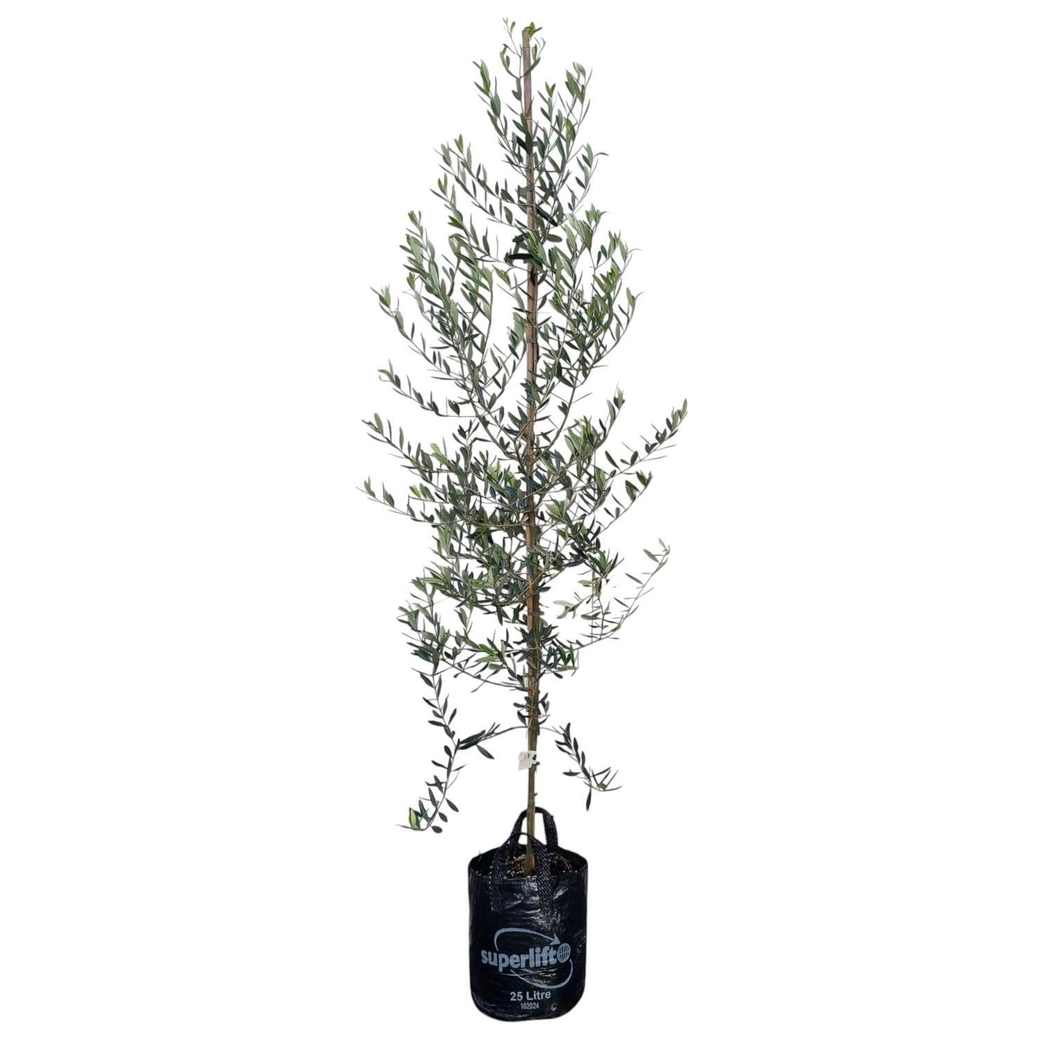 Olea 'Olive' Europea Leccino 25L