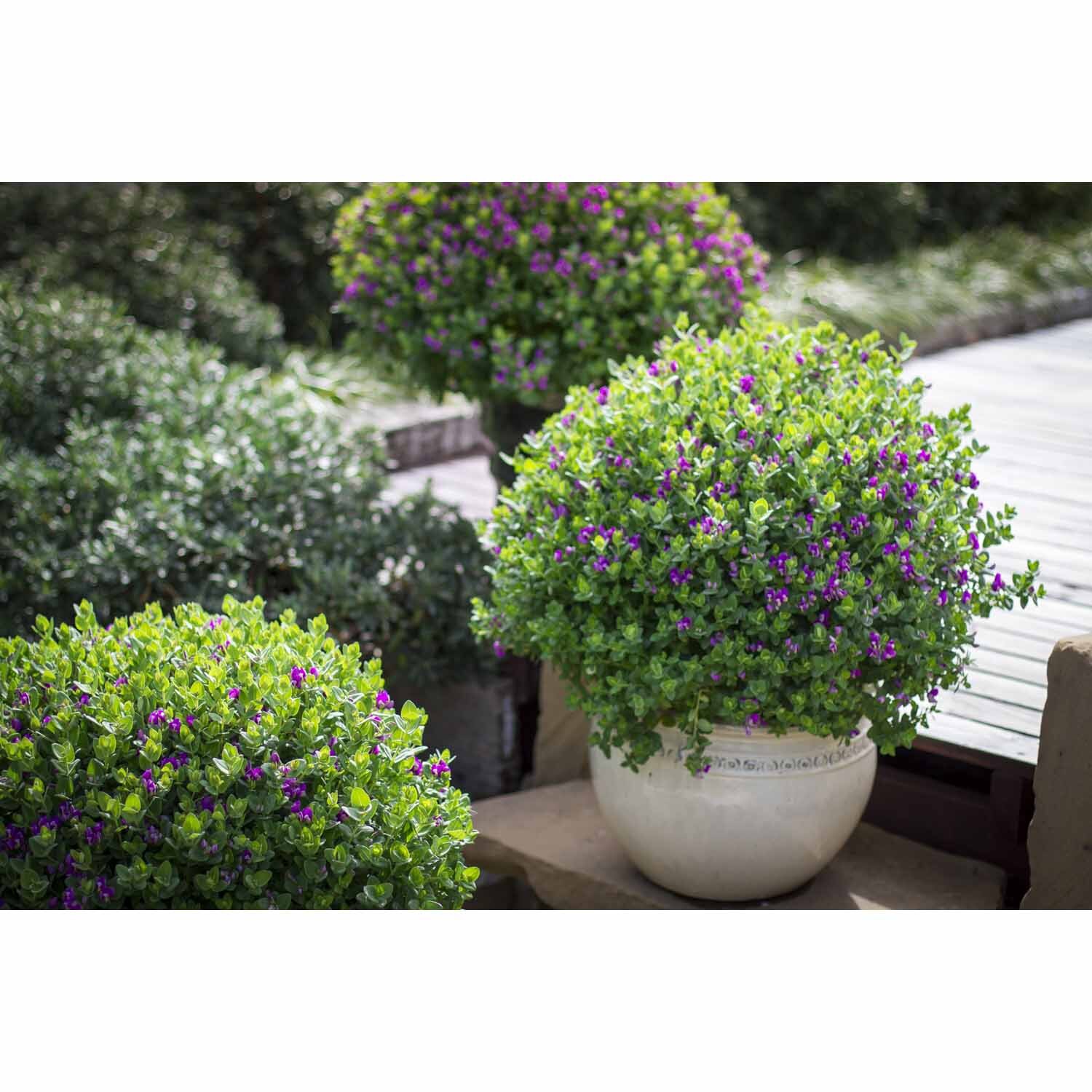 Polygala Little Bibi