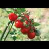 Tomato Gourmet Campari