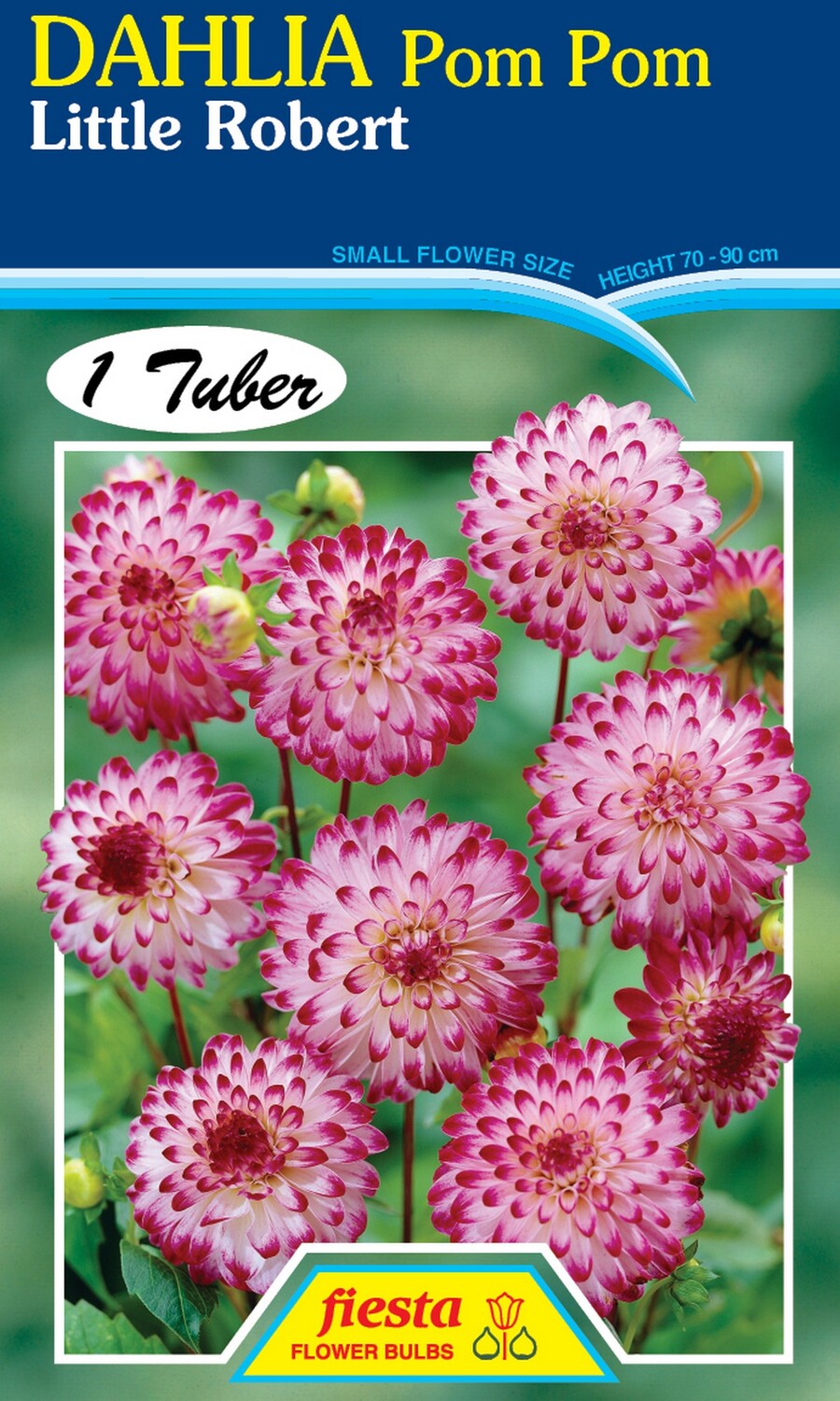Dahlia Pom Pom Little Robert 1 Pack
