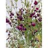 Boronia Purple Jared