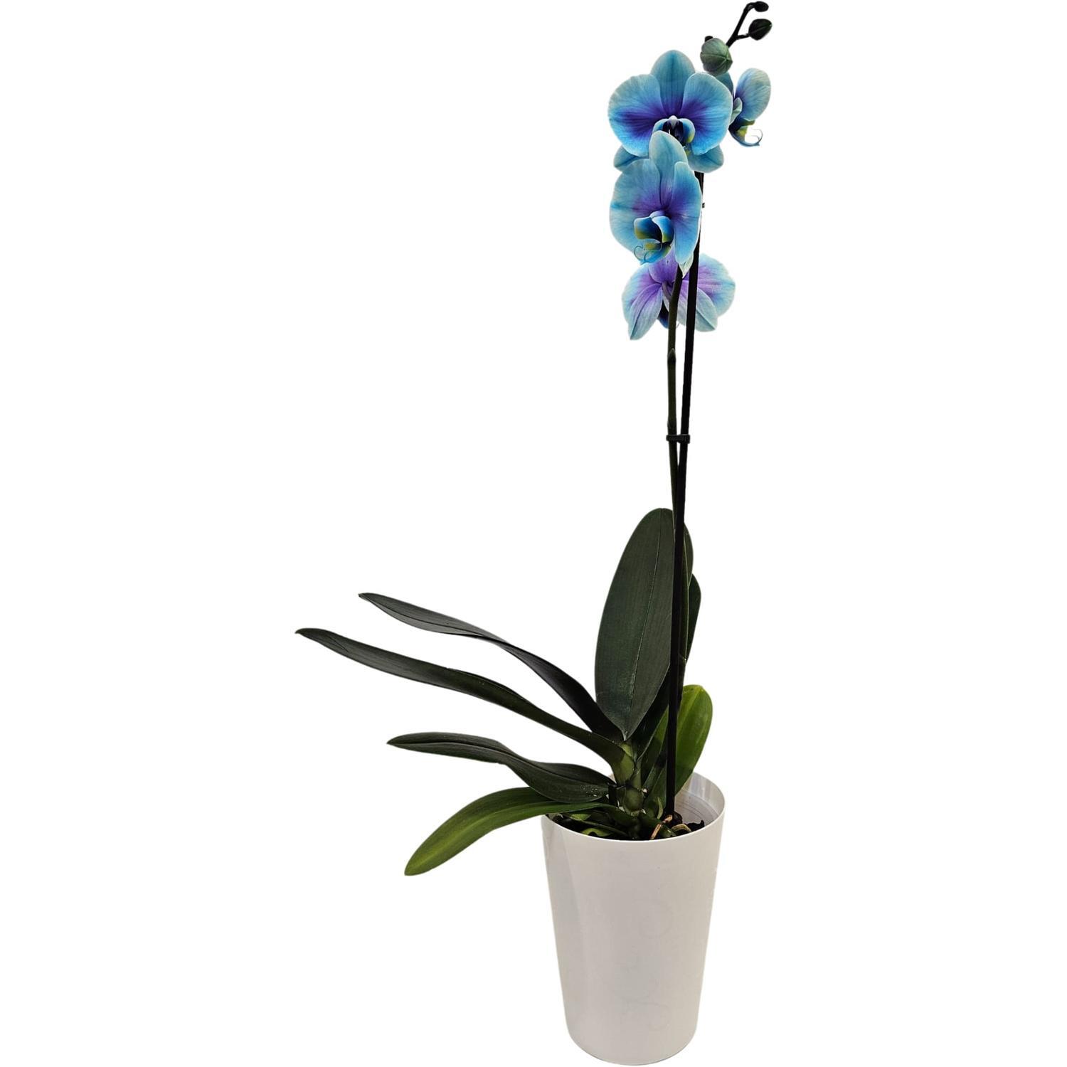 Watercolour Phalaenopsis Orchid Blue Lagoon 12cm