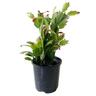 Zygo Cactus 10cm
